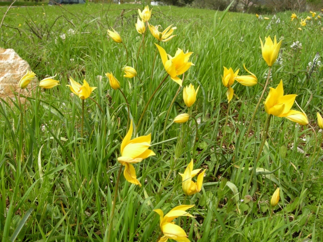 Tulipa sylvestris / Tulipano selvatico dei campi